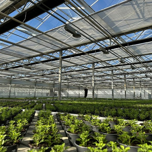 groen plantenteelt in een kas met half gesloten schermen op zonnige dag