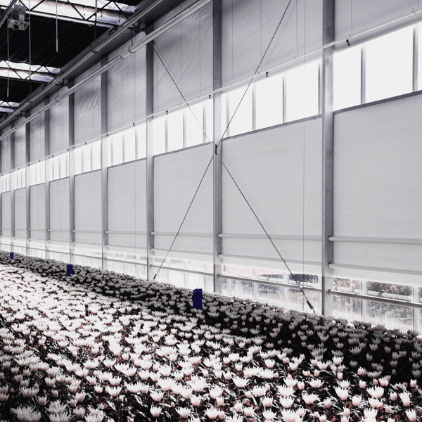 bed of white flowers in a greenhouse with screens along the walls