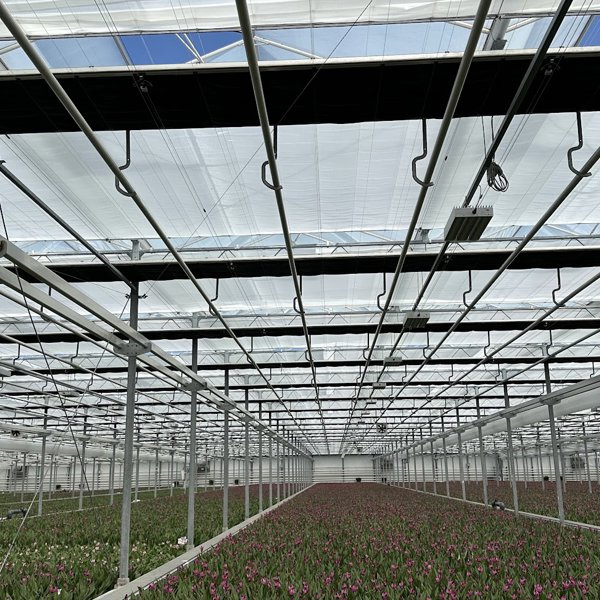 groen gewas in een tuinbouwkas met half gesloten schermdoeken op een zonnige dag